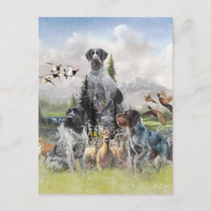 German Wirehaired Pointer   Postcard
