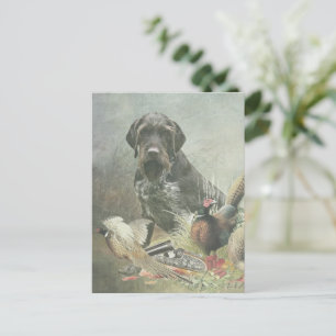 German Wirehaired Pointer  Postcard