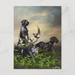 German Wirehaired Pointer Postcard