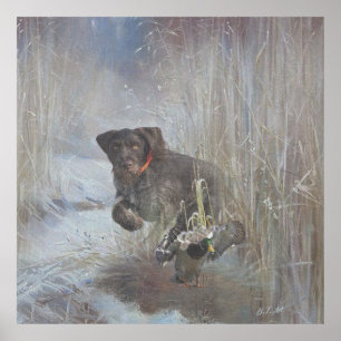 German Wirehaired Pointer Poster