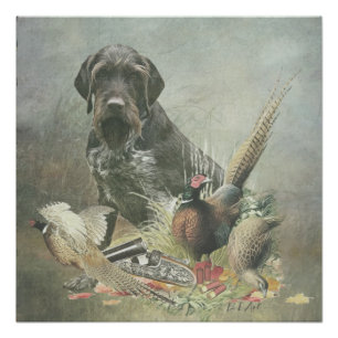 German Wirehaired Pointer     Poster