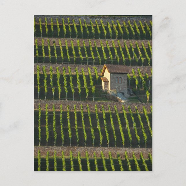 Germany, Franconia, Wertheim. Special hillside 2 Postcard (Front)