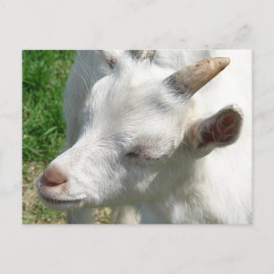 Get Me Some Shades Postcard