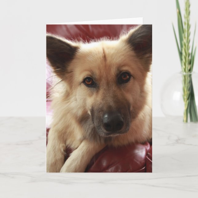 Get Well Doggy Card (Front)