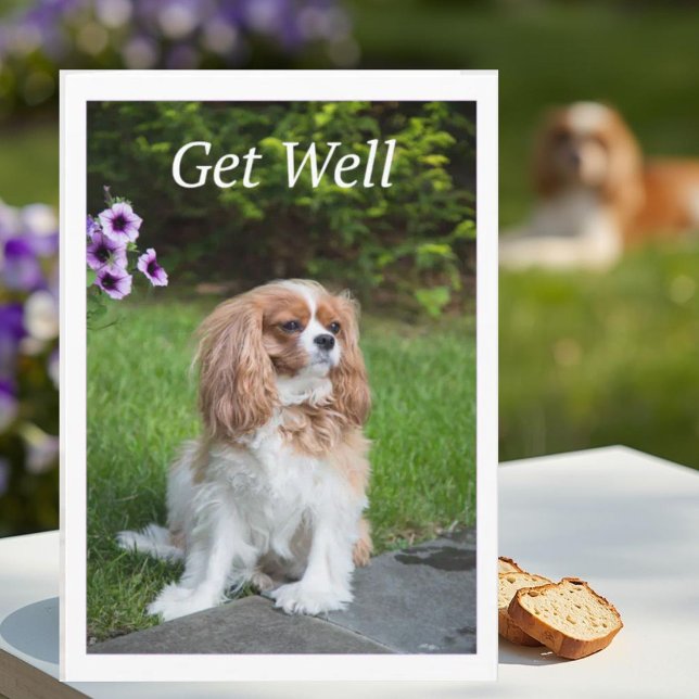 Get Well Flowers Cavalier King Charles Spaneils Card (Creator Uploaded)