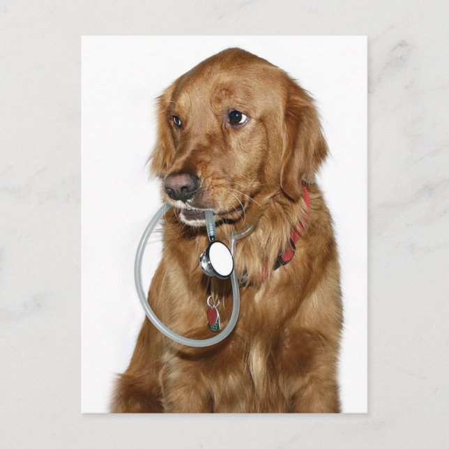 Get well golden retriever postcard (Front)