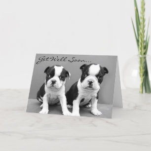 Get Well Soon Boston Terrier Puppies card