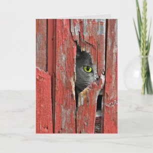 Get Well Soon Cat Card