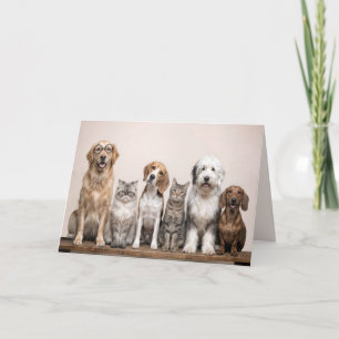 Get Well Soon Dogs and Cats  Card