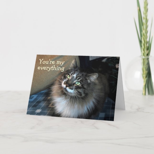 Get Well Soon Irresistible Cat Zorro Card (Front)