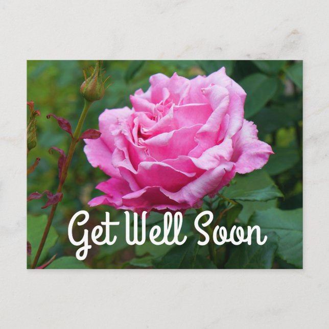 Get Well Soon Memorial Day Rose #2 Postcard (Front)