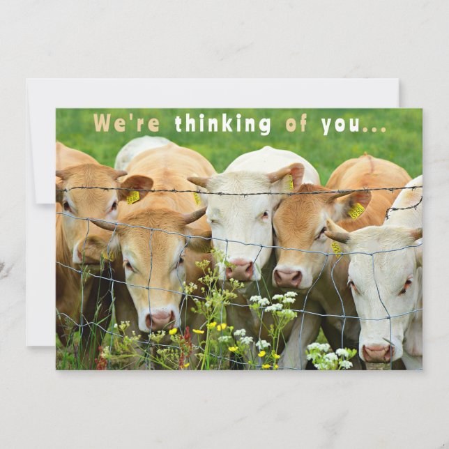 Get Well Soon  Ranch Farm Cattle Country Flowers Holiday Card (Front)
