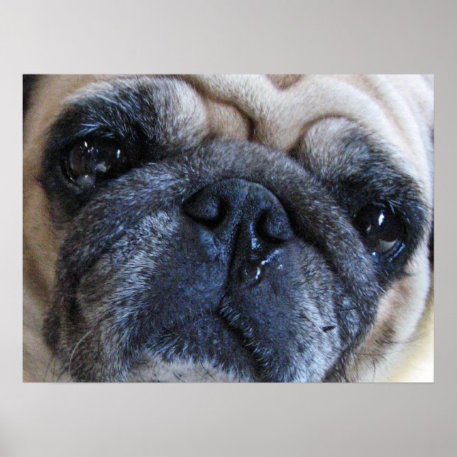Get Well Soon Sick Pug Dog Poster (Front)