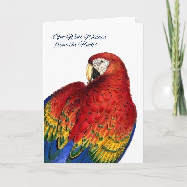 Get Well Wishes from Group Rainbow Macaw Parrot Card (Front)