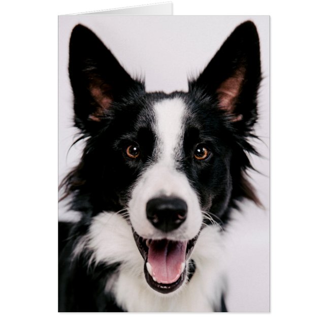 Getty Images | A Smiling Border Collie (Front)