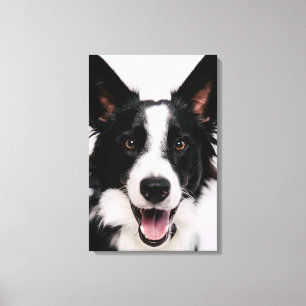 Getty Images A Smiling Border Collie Canvas Print