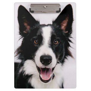 Getty Images   A Smiling Border Collie Clipboard