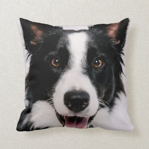 Getty Images   A Smiling Border Collie Cushion