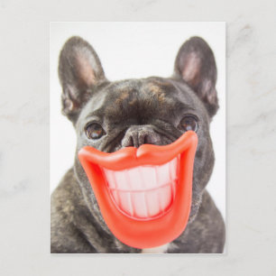 Getty Images   A Smiling Dog Postcard