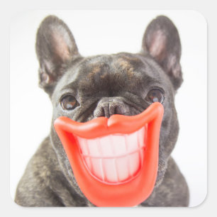 Getty Images   A Smiling Dog Square Sticker