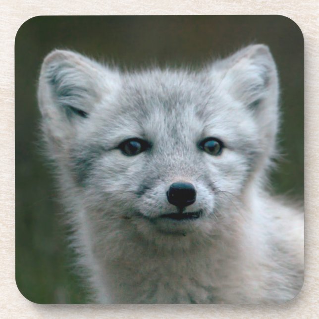 Getty Images | Arctic Fox Kit Coaster (Front)