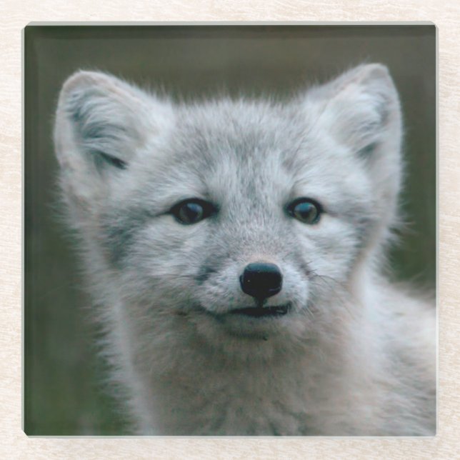 Getty Images | Arctic Fox Kit Glass Coaster (Front)