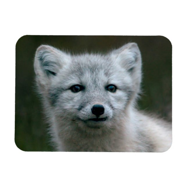 Getty Images | Arctic Fox Kit Magnet (Horizontal)