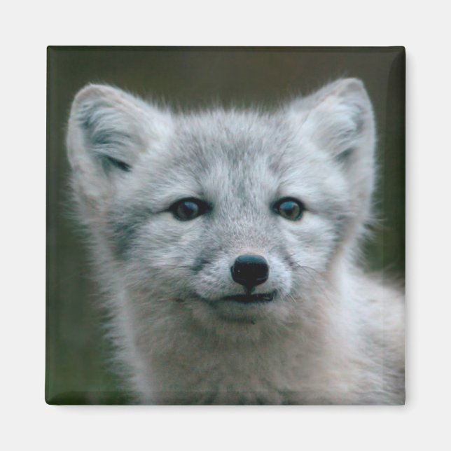 Getty Images | Arctic Fox Kit Magnet (Front)