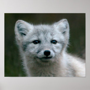 Getty Images   Arctic Fox Kit Poster