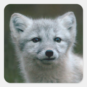 Getty Images   Arctic Fox Kit Square Sticker