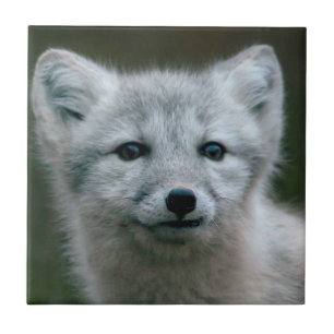 Getty Images Arctic Fox Kit Tile