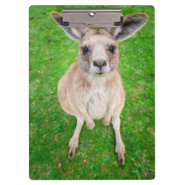Getty Images | Baby Kangaroo Clipboard (Front)