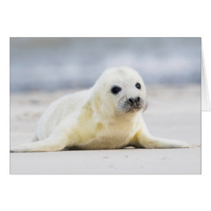 Getty Images   Baby Seal