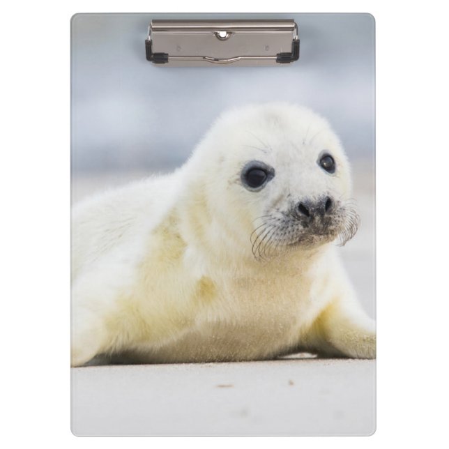 Getty Images | Baby Seal Clipboard (Front)