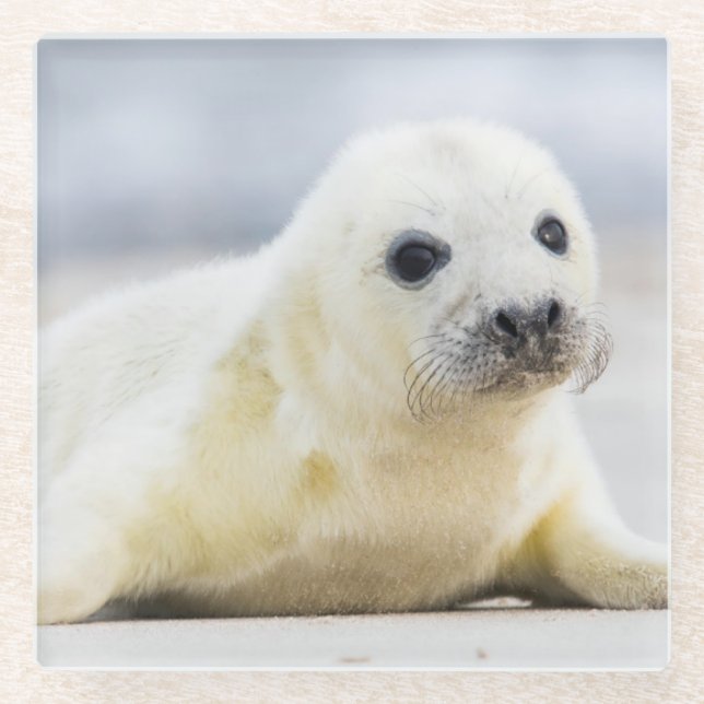Getty Images | Baby Seal Glass Coaster (Front)