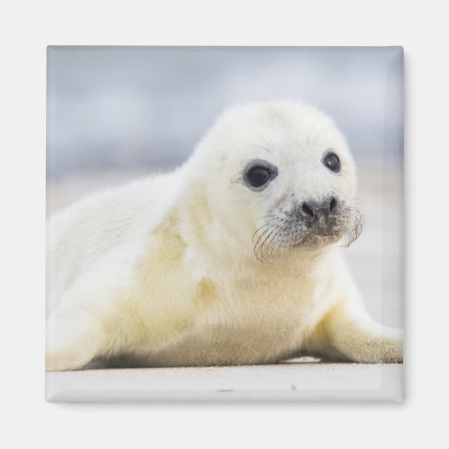 Getty Images | Baby Seal Magnet (Front)