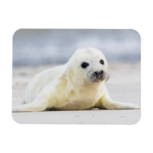 Getty Images Baby Seal Magnet