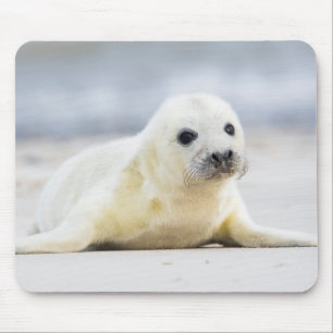 Getty Images   Baby Seal Mouse Pad