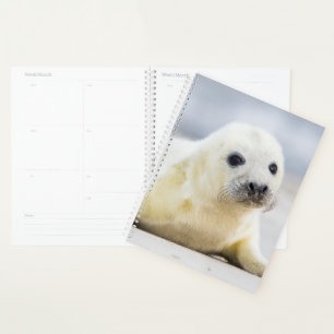 Getty Images Baby Seal Planner
