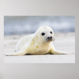 Getty Images   Baby Seal Poster