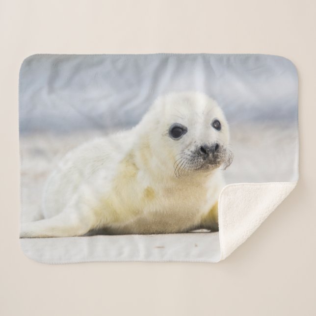 Getty Images | Baby Seal Sherpa Blanket (Front (Horizontal))