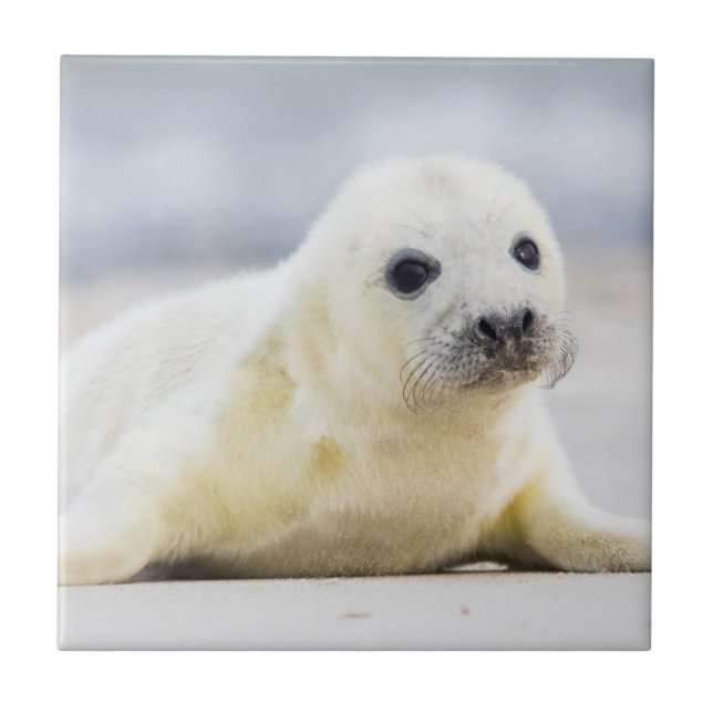 Getty Images | Baby Seal Tile (Front)