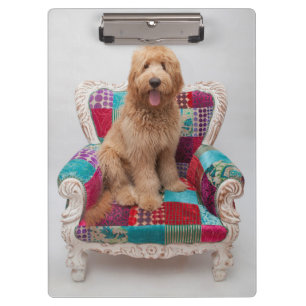 Getty Images   Cute Goldendoodle Clipboard