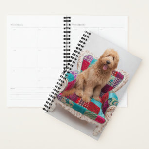 Getty Images   Cute Goldendoodle Planner