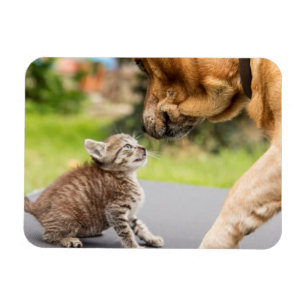 Getty Images   Dog & Cat In Love Magnet