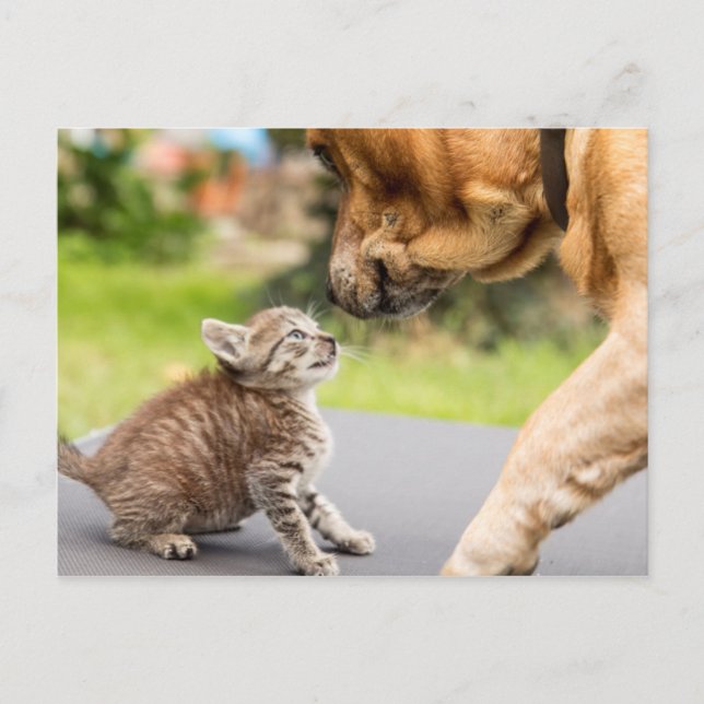 Getty Images | Dog & Cat In Love Postcard (Front)