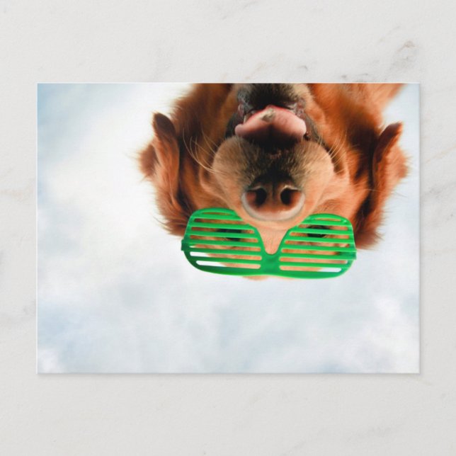 Getty Images | Dog With Glasses Postcard (Front)