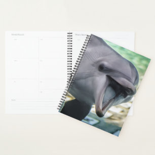 Getty Images   Dolphin Planner