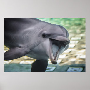 Getty Images Dolphin Poster