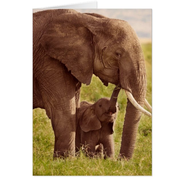 Getty Images | Elephant & Baby (Front)